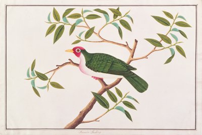 Jambu Fruit-dove, from Drawings of Birds from Malacca, c.1805-18 by Chinese School